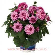  Hypnotica	Purple Bicolour 22