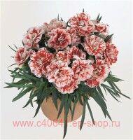  Super Trouper Sammy 11