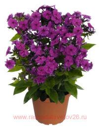 ����� ����������� Flame� Pro Purple 2