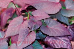 ������ Black heart sweet potato vine 7