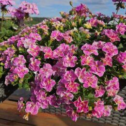 ���������� M.F. Neo Double Loopy Pink 8