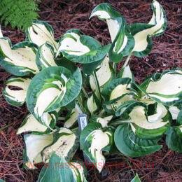  Dancing In The Rain 125