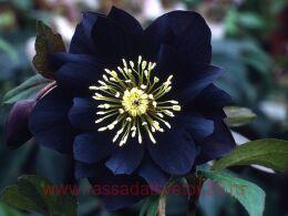  (Helleborus) Double Black 22