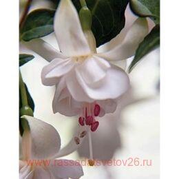  Jollies Trailing Toulon