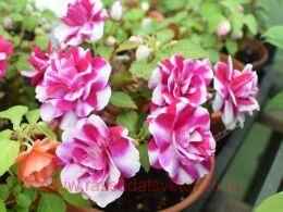  Fiesta Ol&#233; Purple Stripe 72