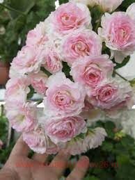 ���������� ��-���������