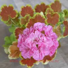 ���������� ���� -��������� 279