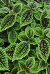    (Pilea Moon Valley) 5