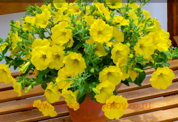  SURFINIA TRAILING DARK YELLOW 21