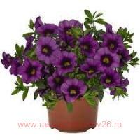  Bloomtastic purple 