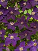  clematis rasputin 41