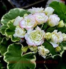 ���������� UAITO RINGU