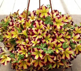  Amore Fiesta Yellow Violet