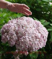   Candybelle&#174; Marshmallow 73