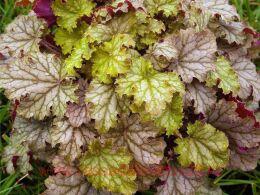  World Caffe Amaretto (  a) 66