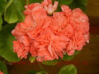 ���������� ���������� ���� ����� 0