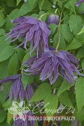   'Violet Surprise' PBR 80