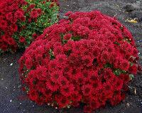   Cheer Red (SB Red) 42