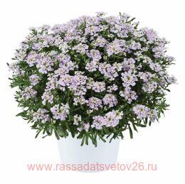 	First Flush Lavender 7