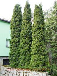 ��� �������� Columna (�������) 3