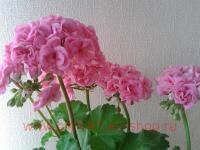 ���������� �������� Lauren Alexandra 138