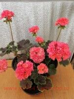 ���������� �������� Brocade Salmon Night 298