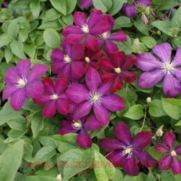 �������� Voluceau 59