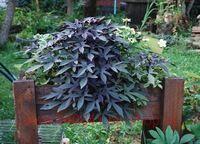   SWEET GEORGIA DEEP PURPLE 3