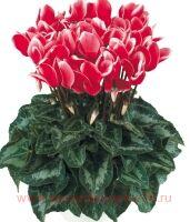  HALIOS&#174; FANTASIA ROUGE 8