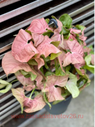 ��������� Syngonium Neon 37