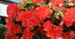  I'CONIA Miss Malibu 13