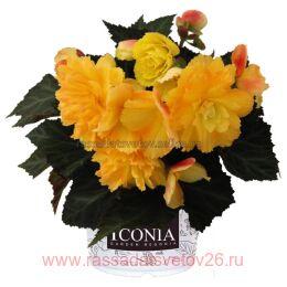  I'CONIA Portofino Citrix 74