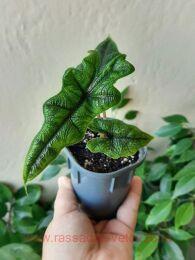 �������� Alocasia Jacklynn 6
