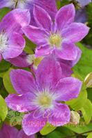  Change of HeartPBR 35