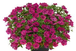 ���������� UNIQUE Double Pink 40