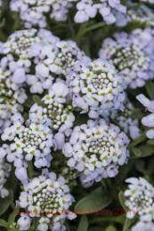 	FIRST FLUSH COMPACT LILAC 6