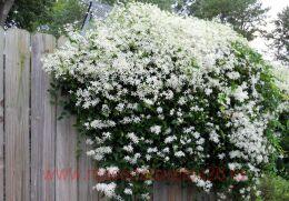 �������� ������������ 59