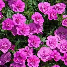  MINIFAMOUS UNO DOUBLE PINKMANIA 59