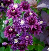  AQUILEGIA CLEMENTINE DARK PURPLE 1