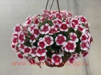  Capella Cherry Vanilla