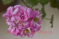 ���������� ������������ Zebra Lee 229