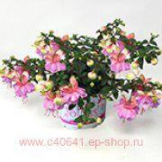  Jollies La Grande Limousin