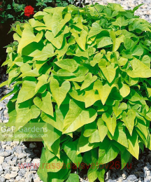 ������ Terrace lime 5