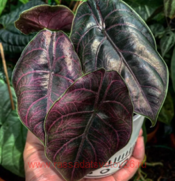 �������� Alocasia Azlanii 5