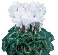  SUPER SERIE MAMMOTH CREAM WHITE 4