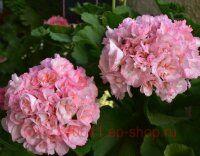 ���������� �������� Edwards Elegance 172