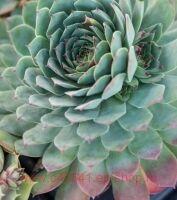  BigSam Chrome Green 10