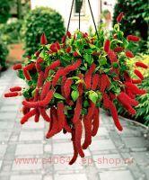  Acalypha pendula Cat's Tails