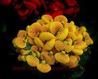  Dainty YELLOW WITH SPOTS 4