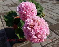 ���������� �������� Carole Munroe 170